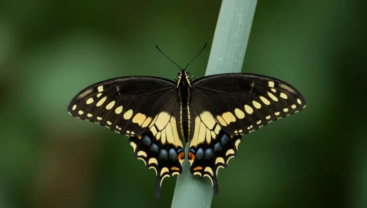 The Tiger Swallowtail Butterfly: A Symbol of Transformation and Renewal