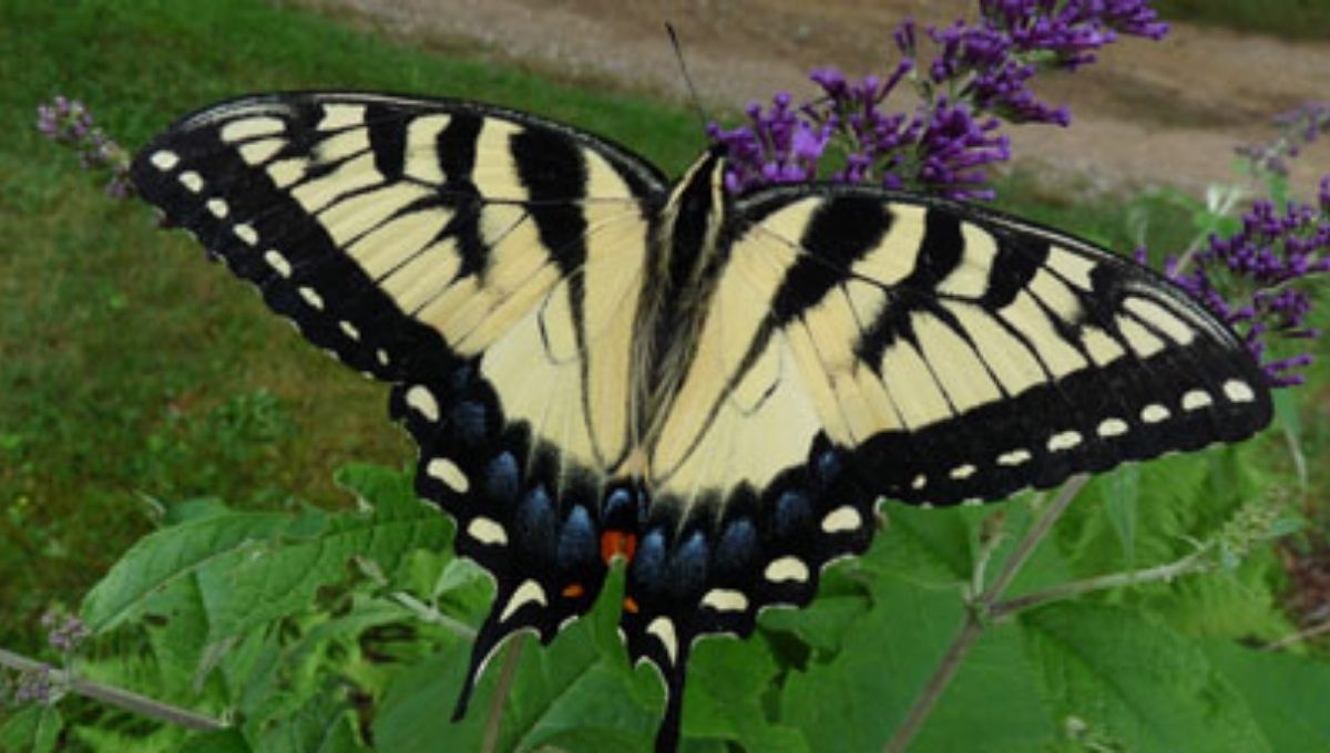 The Tiger Swallowtail Butterfly as a Symbol of Hope and Renewal