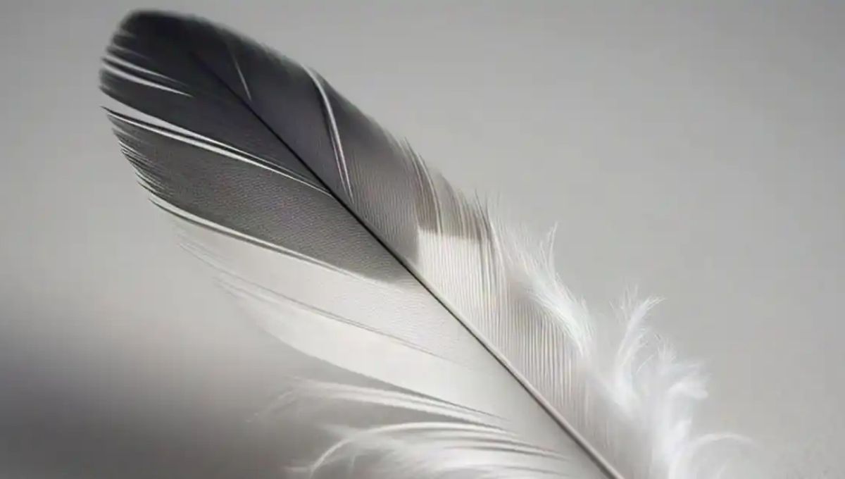 What Black and White Feathers Teach Us About Inner Wisdom