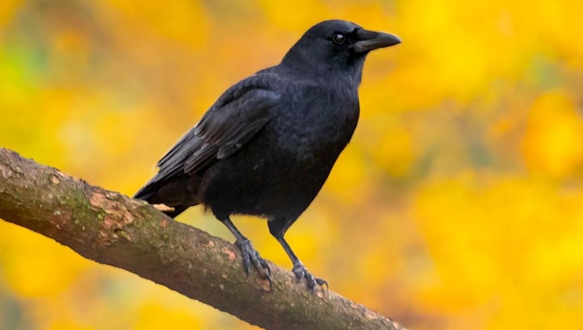 What Do Crows Symbolize Spiritually and Culturally?