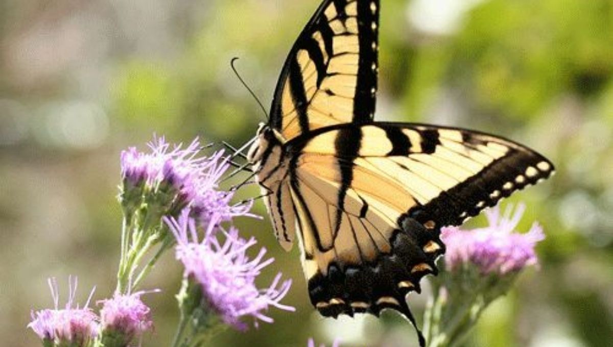 What Do Tiger Swallowtail Butterflies Eat? (Spiritual and Biological View)