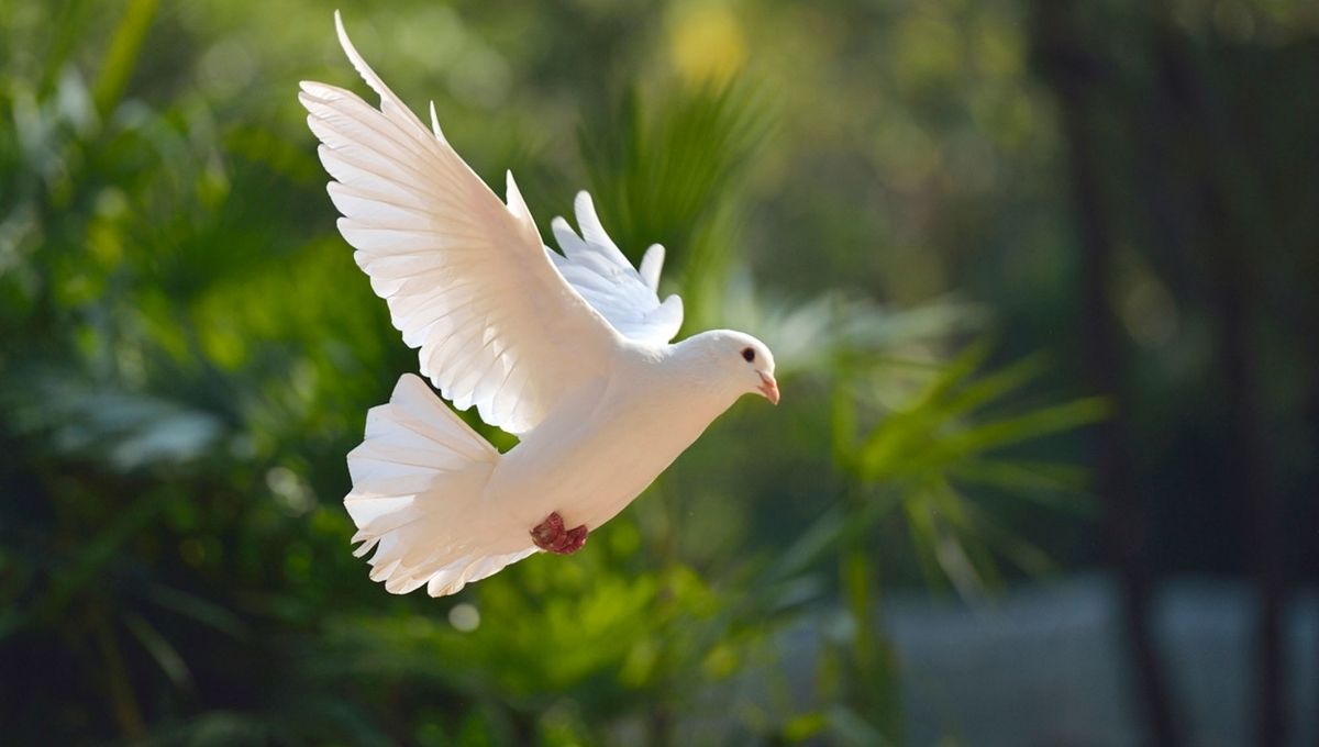 What Do White Birds Symbolize?
