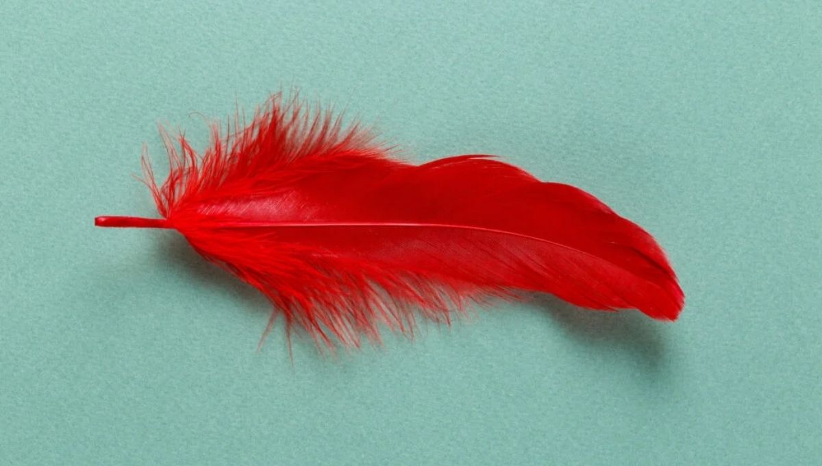 What Does a Red Feather Mean in the Bible?