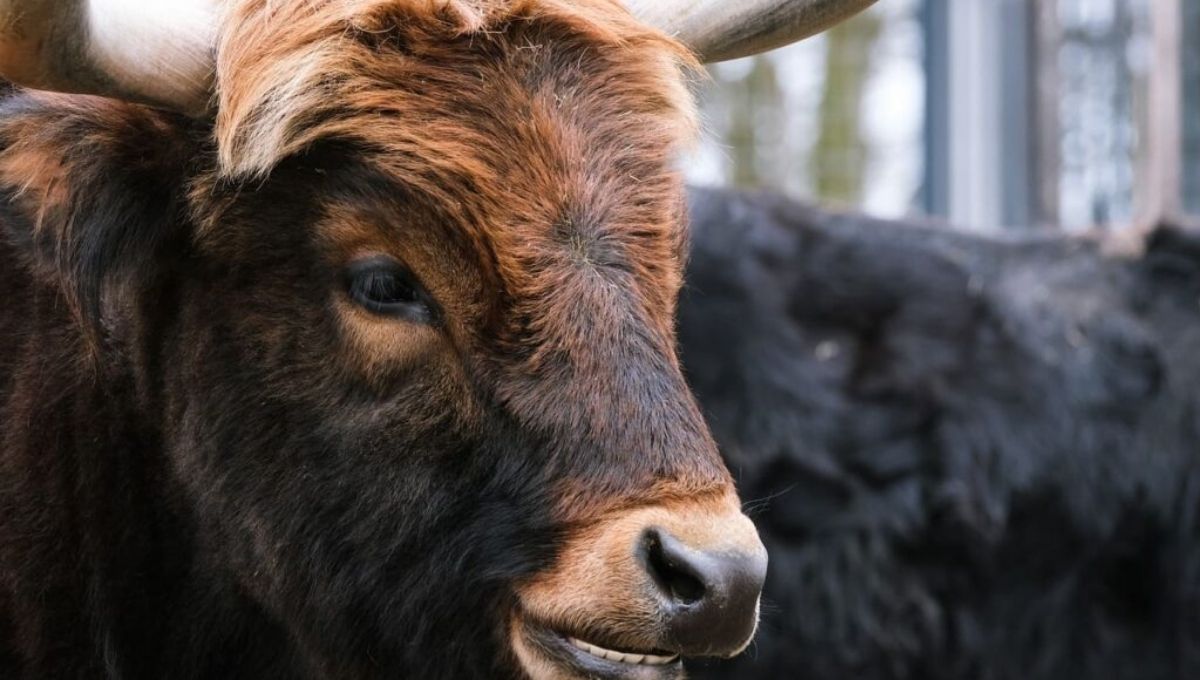 What Does the Heart of an Ox Truly Represent?