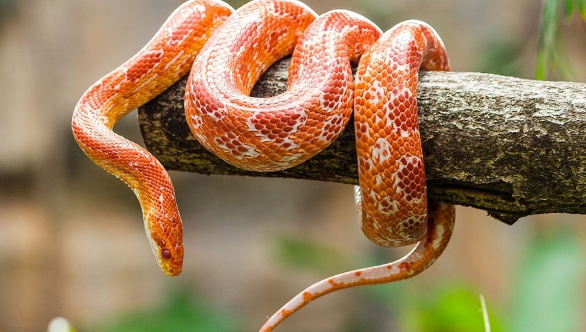 What It Means Spiritually When You See a Snake