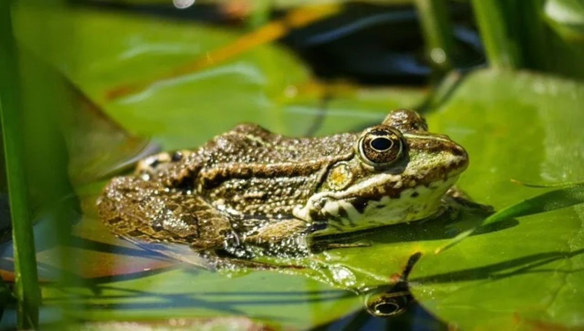 What It Means When You Dream About a Dead Frog