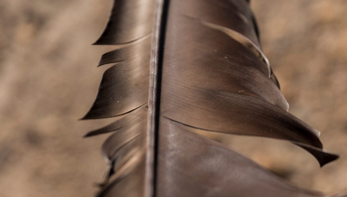 What It Means When You Find a Brown Feather