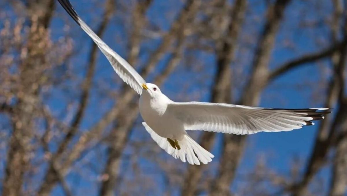 What It Means When You See a White Bird: A Personal Guide