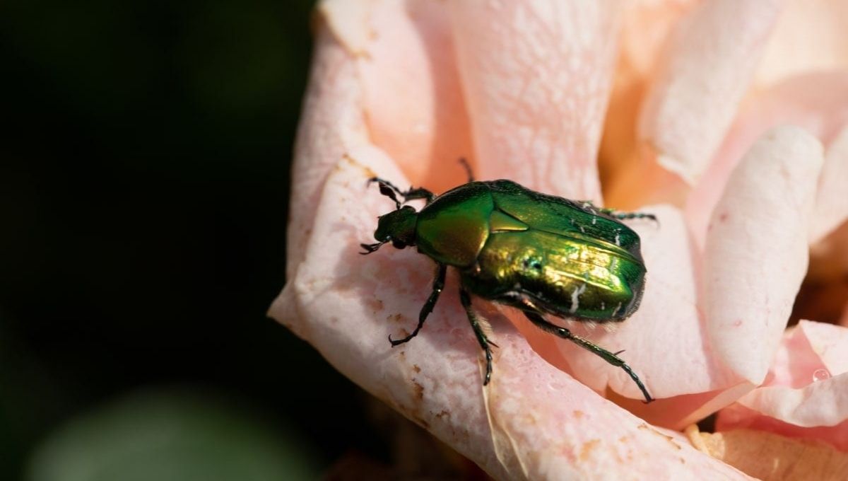 What It Means When the Green June Beetle Shows Up in Your Life