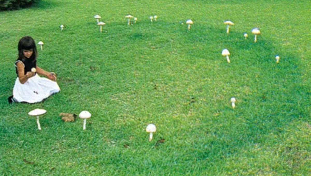What Messages Do Fairy Rings Bring?