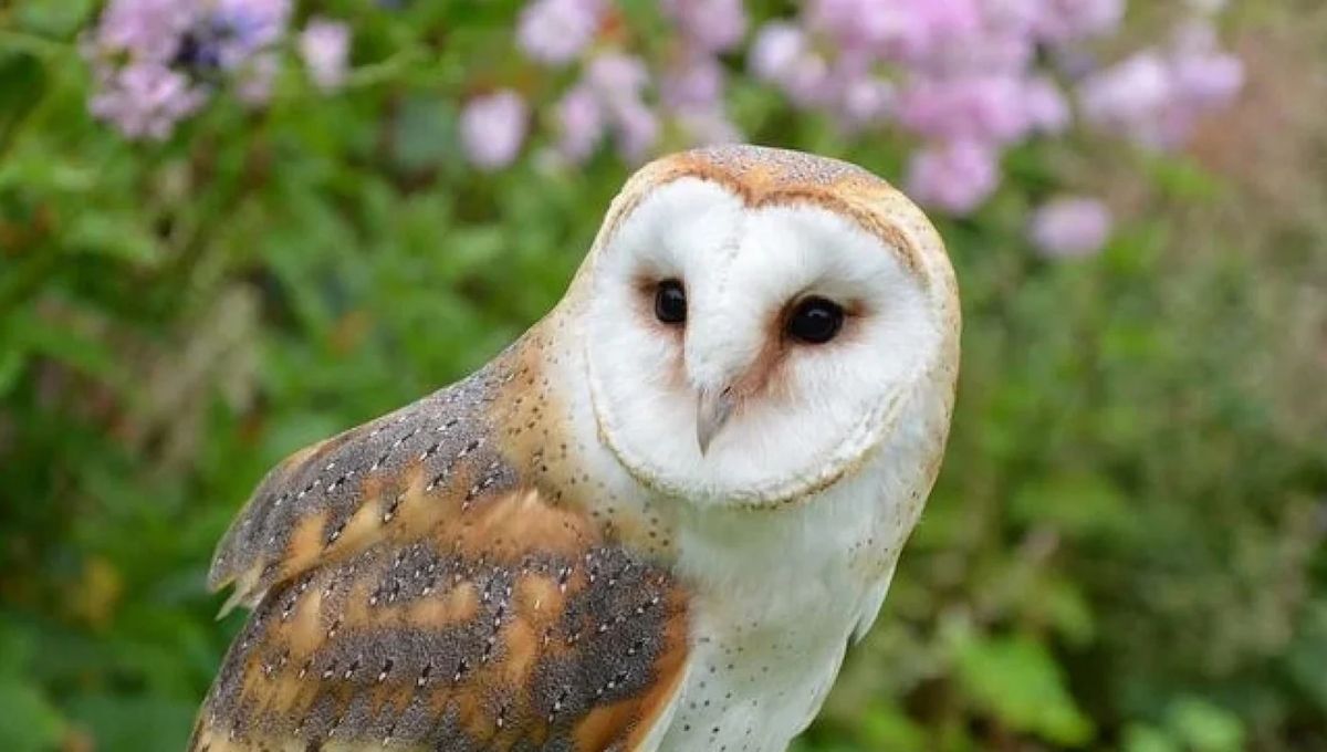 What Owls Spiritually Represent in Life and Nature
