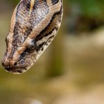 What is the Spiritual Meaning of a Snake in Your House?