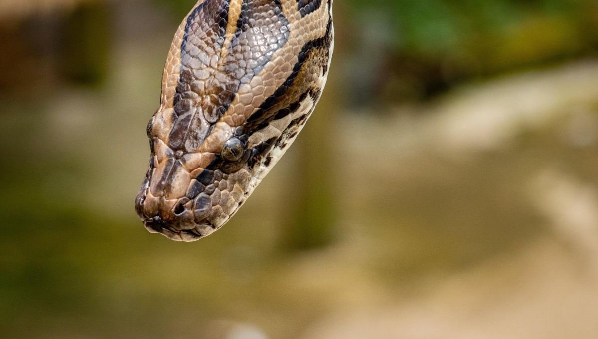 What is the Spiritual Meaning of a Snake in Your House?
