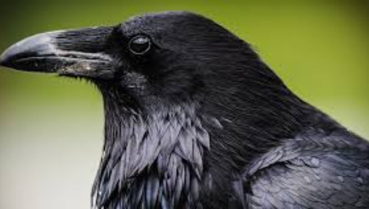 What to Do If You Keep Seeing Crows