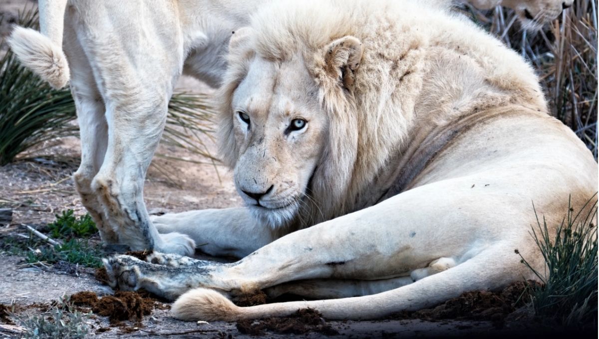 White Lions Spiritual Meaning: What They Represent!