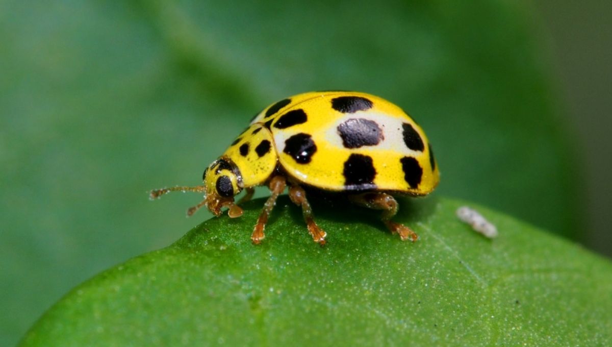 Why Are Black Ladybugs Spiritually Important?