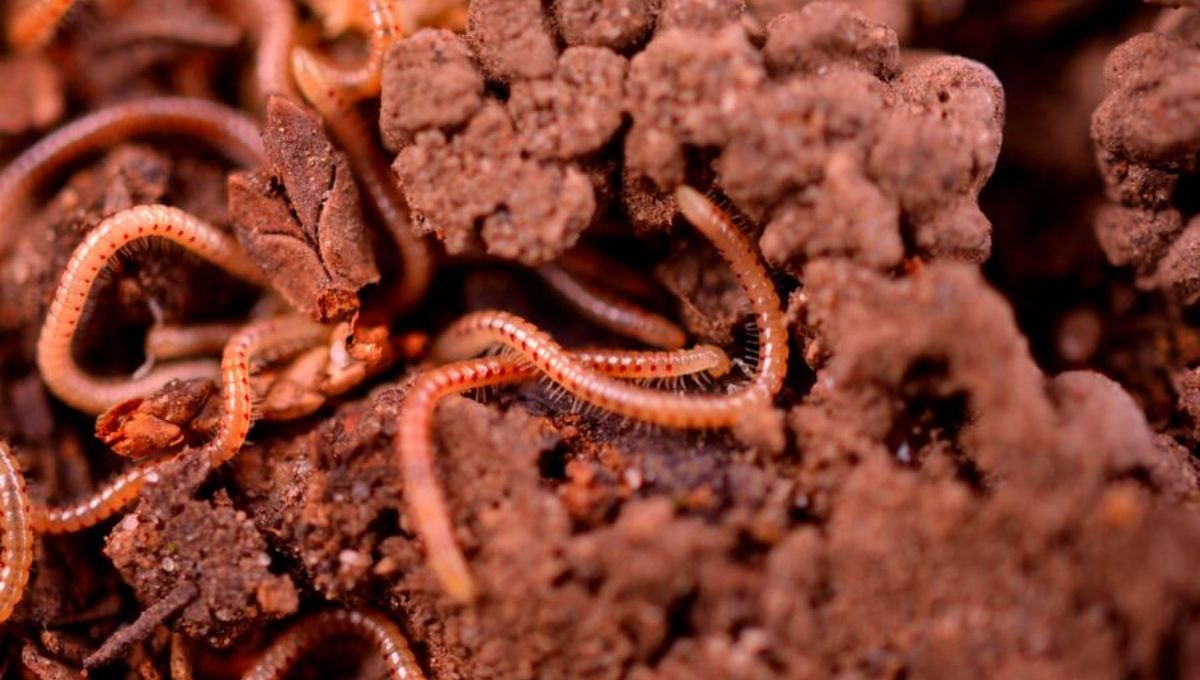 Why Are Worms Appearing in Your Home Spiritually?