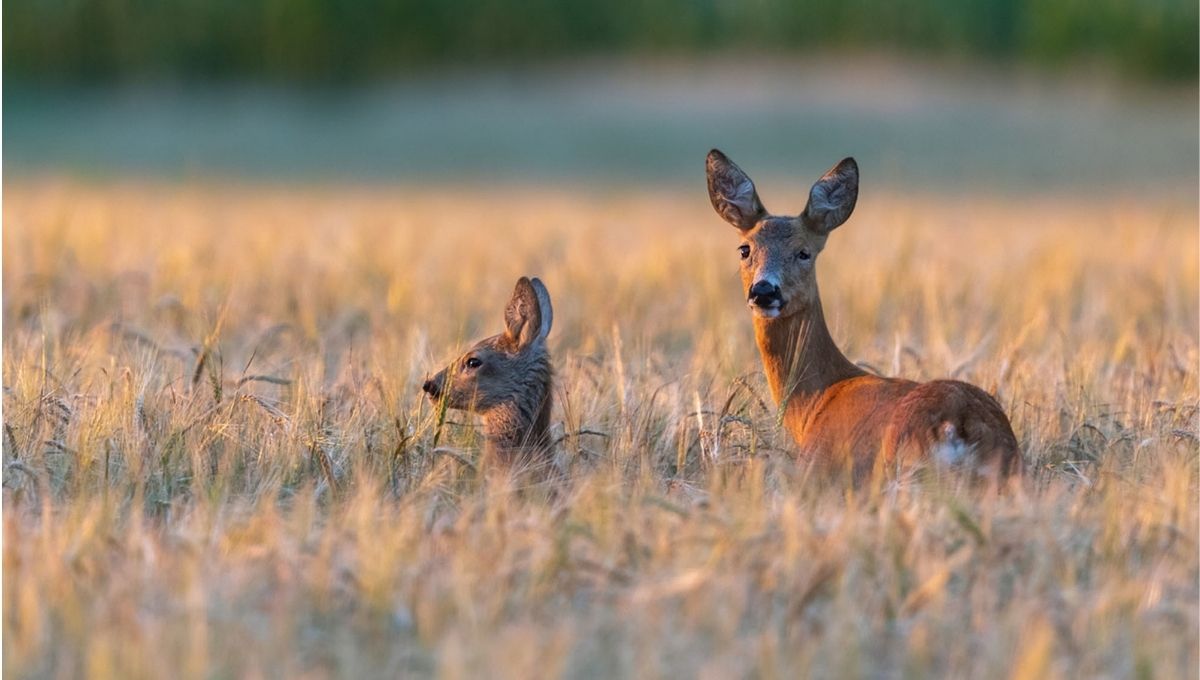 Why Do Deer Freeze When They See You? (Spiritual & Scientific Meaning)