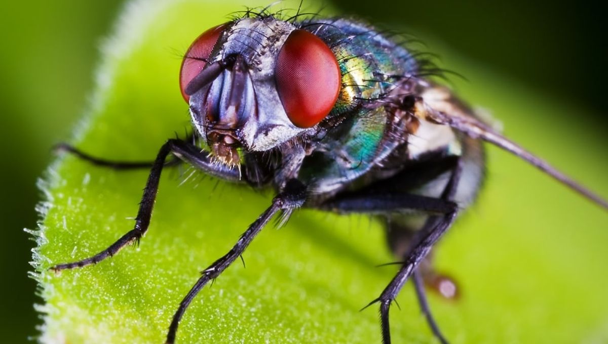 Why Flies Are Seen as Symbols of Dirt and Impurity