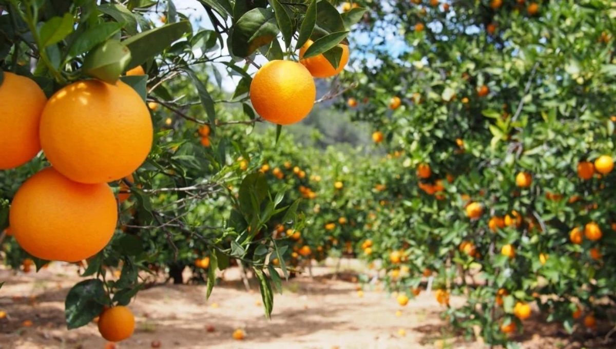 Why Modern Spiritual Healers Use Orange Energy