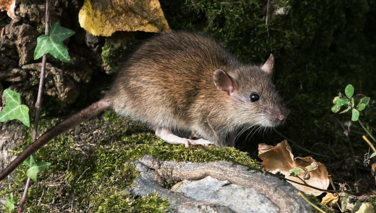 Why a Dead Rat Could Be a Spiritual Sign You Didn’t Expect