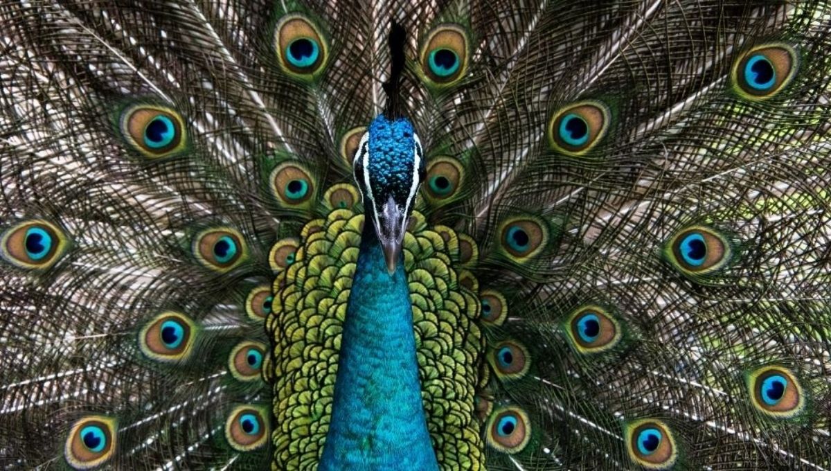 1. A Fresh Start: What the Peacock Signals About Life Changes