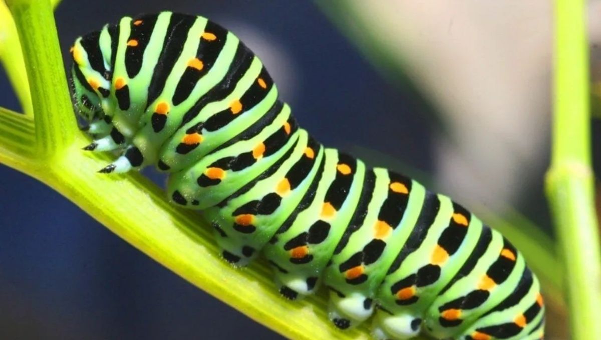 10. Rediscovering Innocence and Awe