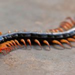 12 Spiritual Meanings of Seeing a Centipede