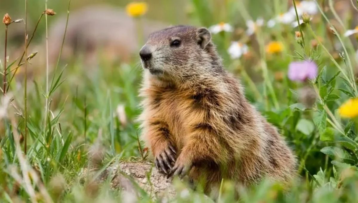 12. Rebirth and Transformation