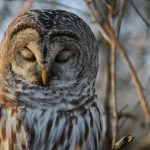 15 Barred Owl Spiritual Meaning and Symbolism