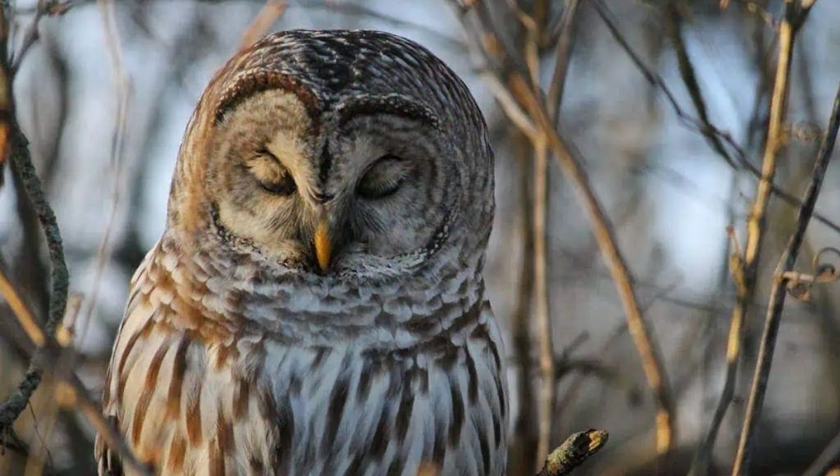 15 Barred Owl Spiritual Meaning and Symbolism