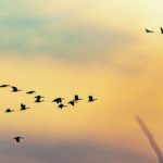 15 Deep Spiritual Meanings of Birds Flying in Circles