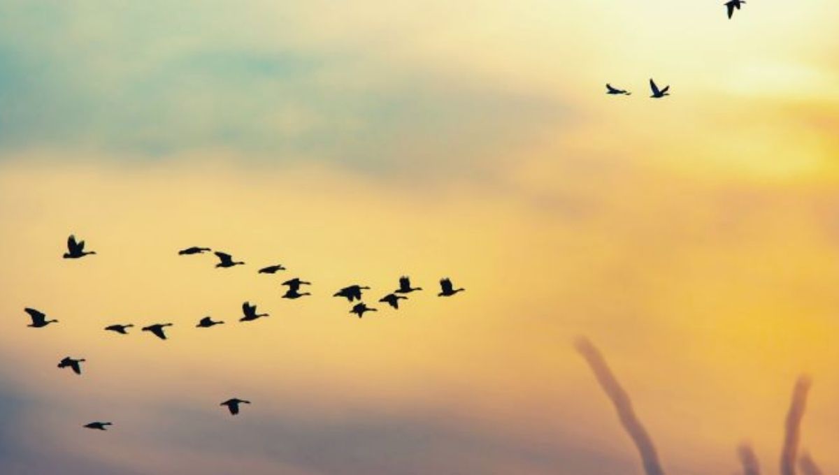15 Deep Spiritual Meanings of Birds Flying in Circles