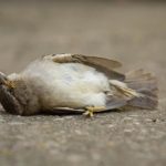 15 Deep Spiritual Meanings of Seeing a Dead Bird