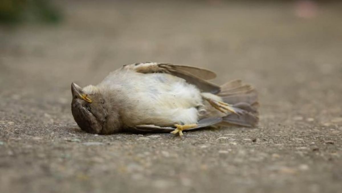 15 Deep Spiritual Meanings of Seeing a Dead Bird