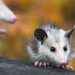15 Deeper Spiritual Meanings of Seeing a Possum
