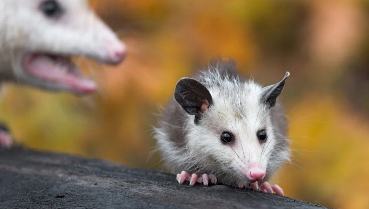 15 Deeper Spiritual Meanings of Seeing a Possum