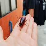 15 Spiritual Meanings Of A Cockroach Crawling On You