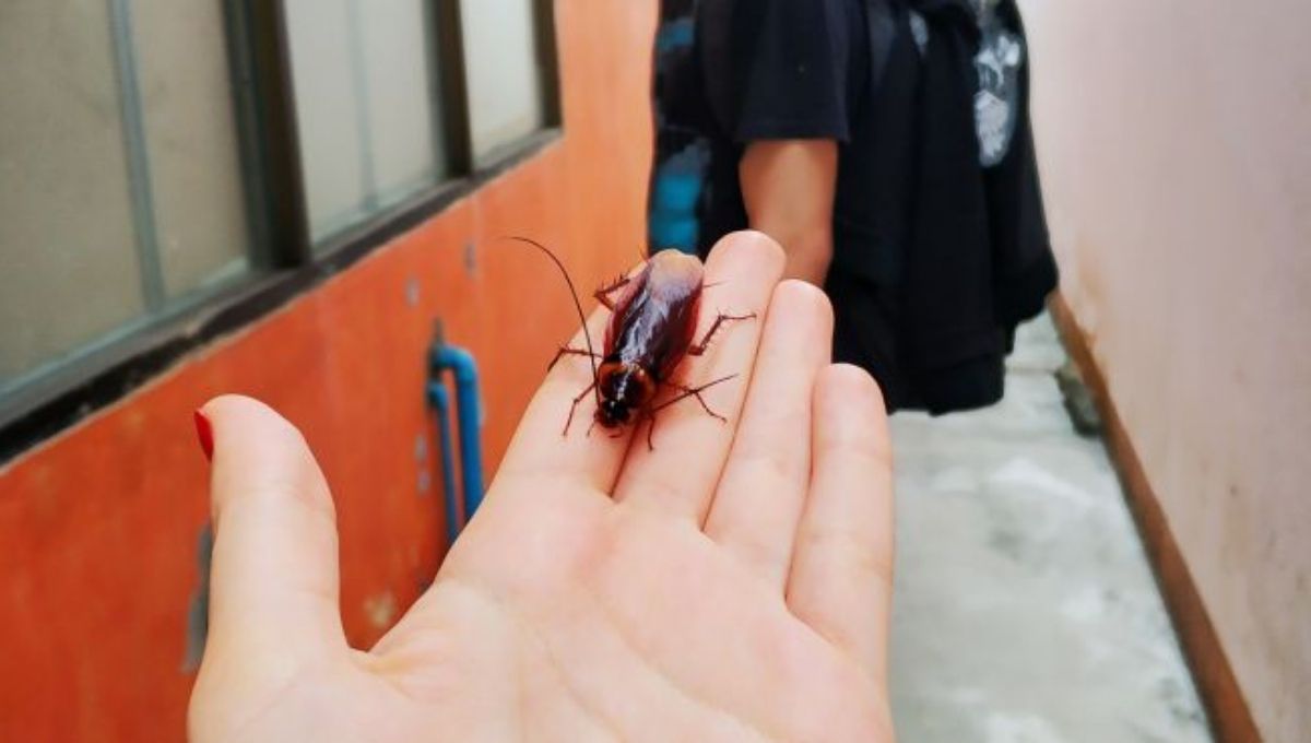 15 Spiritual Meanings Of A Cockroach Crawling On You