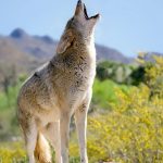 15 Spiritual Meanings of Coyotes: Good or Bad Omen?