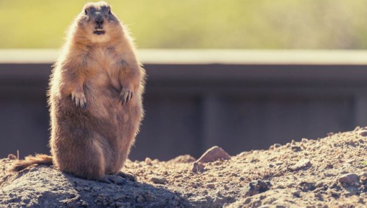 15 Spiritual Meanings of Groundhog