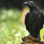 15 Spiritual Meanings of Raven and Symbolism