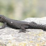 15 Spiritual Meanings of Seeing a Black Lizard in Your House