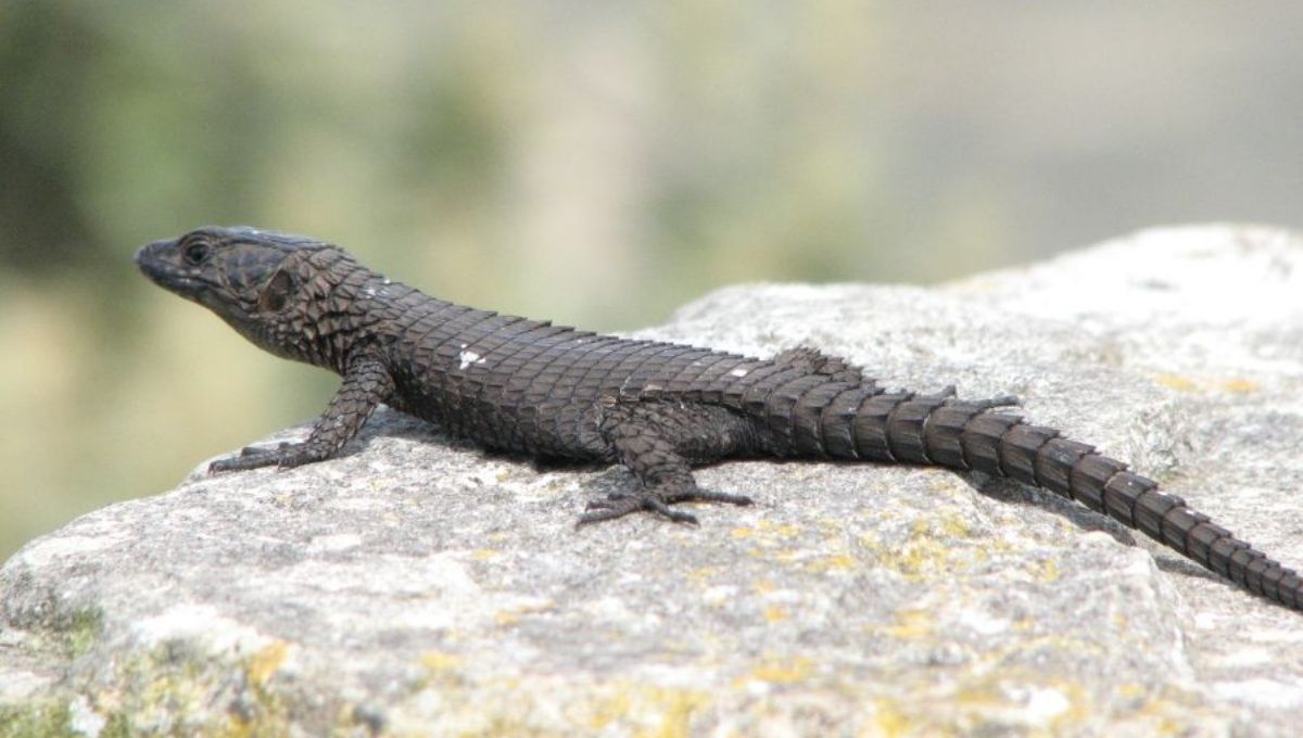 15 Spiritual Meanings of Seeing a Black Lizard in Your House