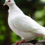 15 Spiritual Meanings of Seeing a White Pigeon
