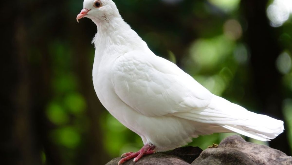 15 Spiritual Meanings of Seeing a White Pigeon