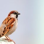 15 Spiritual Meanings of a Bird Flying Into Your House