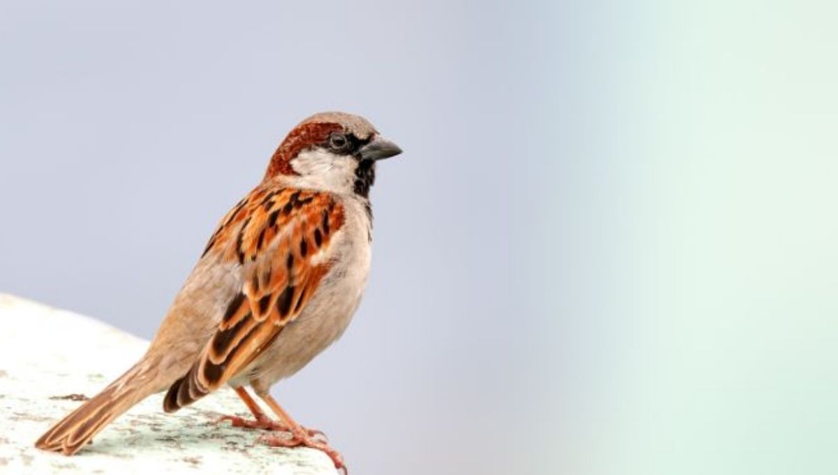 15 Spiritual Meanings of a Bird Flying Into Your House