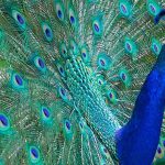 15 Spiritual Meanings of a Peacock Crossing Your Path