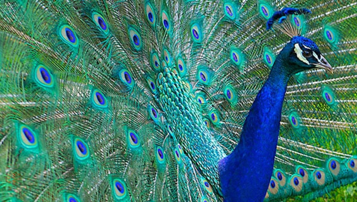 15 Spiritual Meanings of a Peacock Crossing Your Path